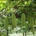 （真无籽贵）无籽八月瓜苗丁社长送苗种植挂我包回收