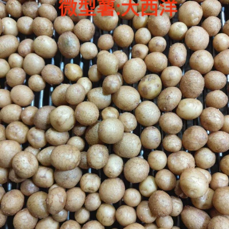 微型薯（大西洋，麦肯，实验一号，V7，沃土，希森，雪川）