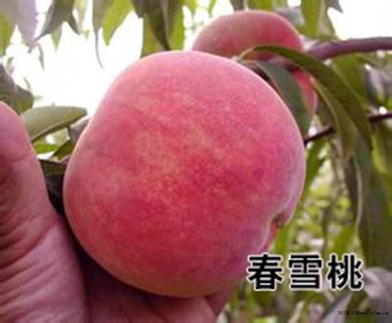 春雪桃树苗