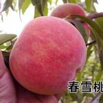 春雪桃树苗