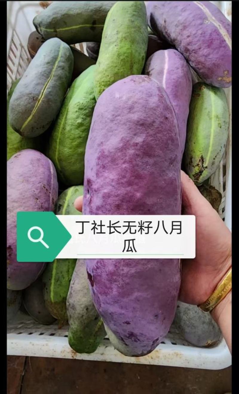 （真苗无籽贵）无籽八月瓜苗丁社长送苗你种植我包回收