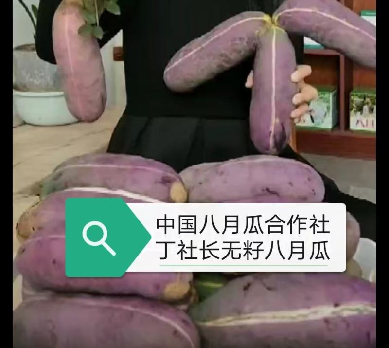（真苗无籽贵）无籽八月瓜苗丁社长送苗你种植我包回收