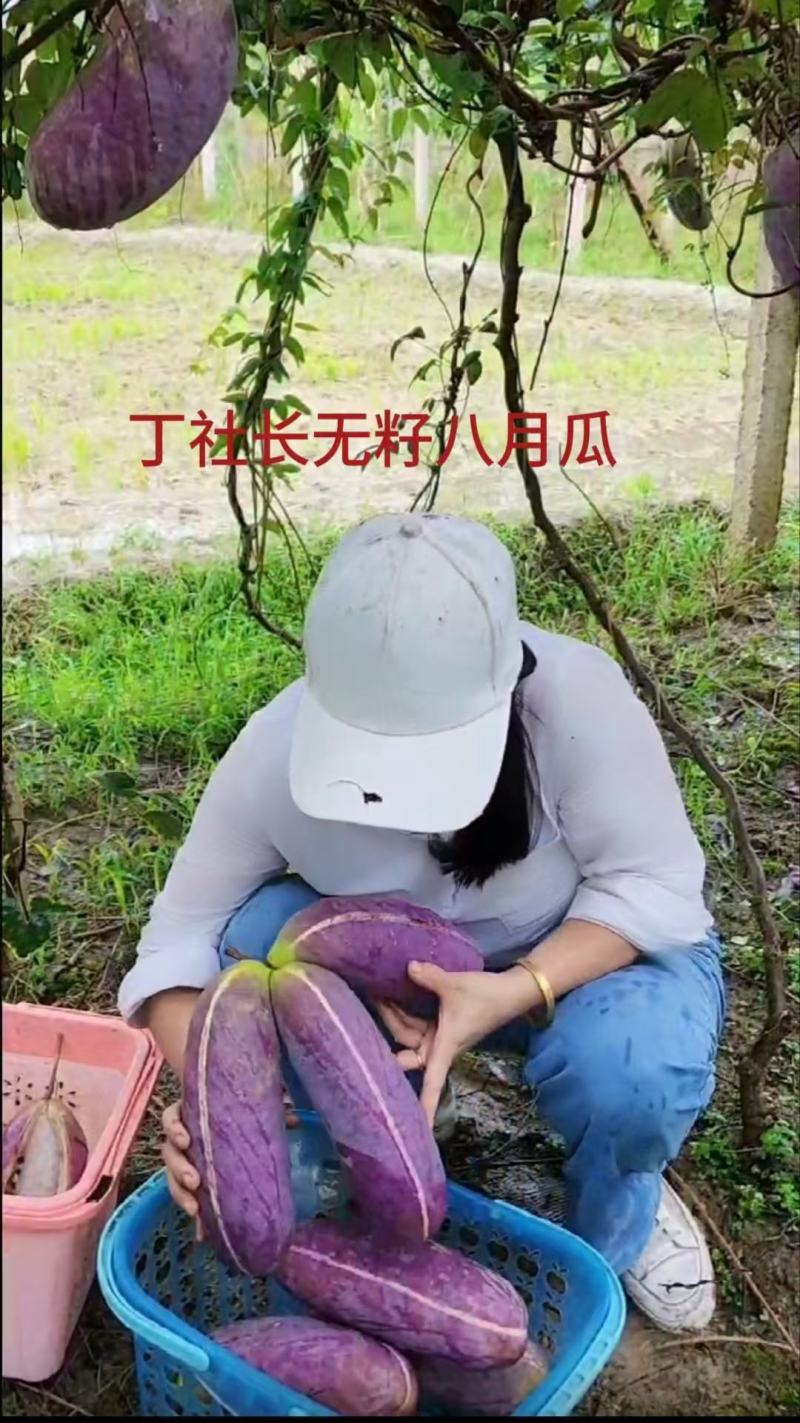 （真苗无籽贵）无籽八月瓜苗丁社长送苗你种植我包回收