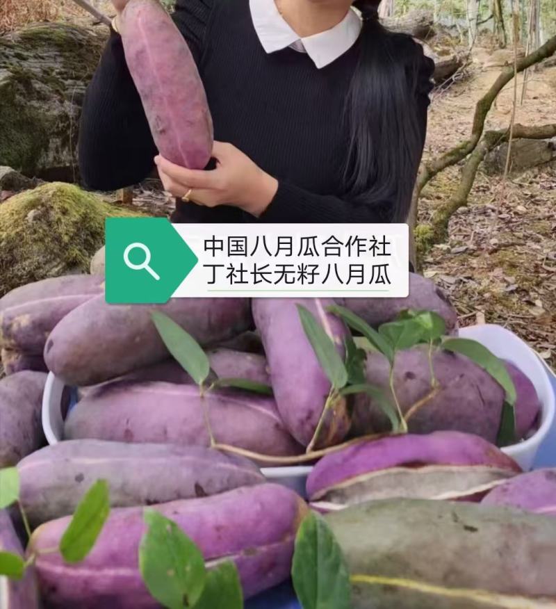 （真苗无籽贵）无籽八月瓜苗丁社长送苗你种植我包回收