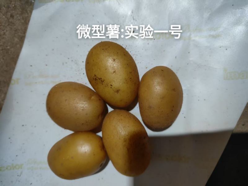 微型薯（大西洋，麦肯，实验一号，V7，沃土，希森，雪川）