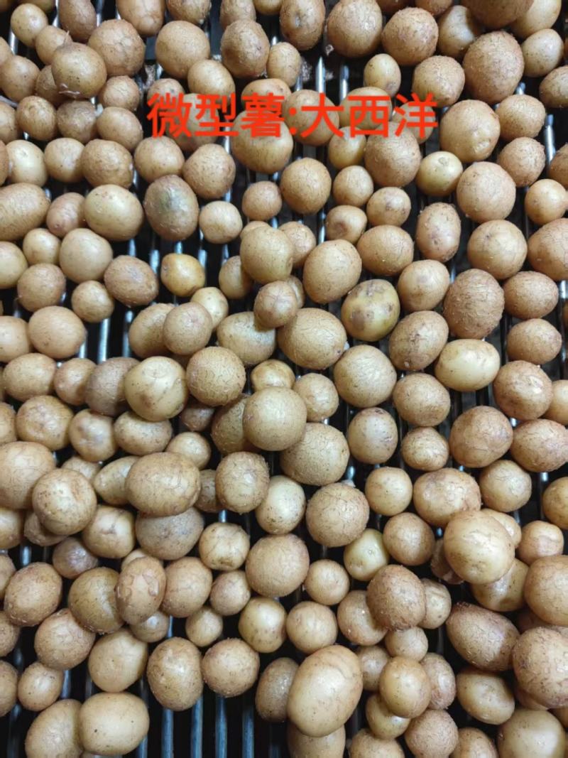 微型薯（大西洋，麦肯，实验一号，V7，沃土，希森，雪川）