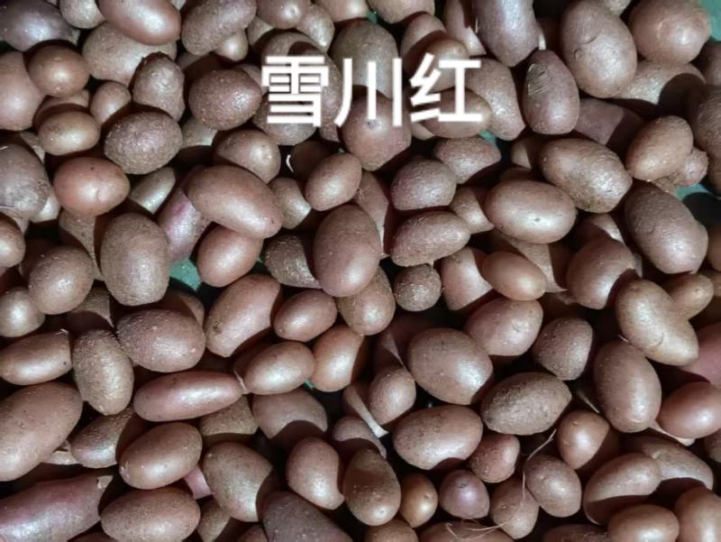 微型薯（大西洋，麦肯，实验一号，V7，沃土，希森，雪川）