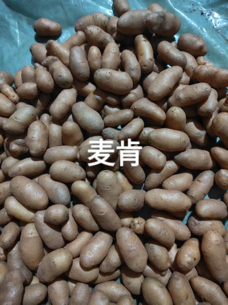 微型薯（大西洋，麦肯，实验一号，V7，沃土，希森，雪川）