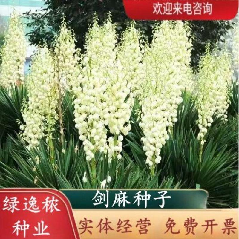 剑麻种子地垫绳纤维种籽四季多年生景观绿化工程观叶种孑