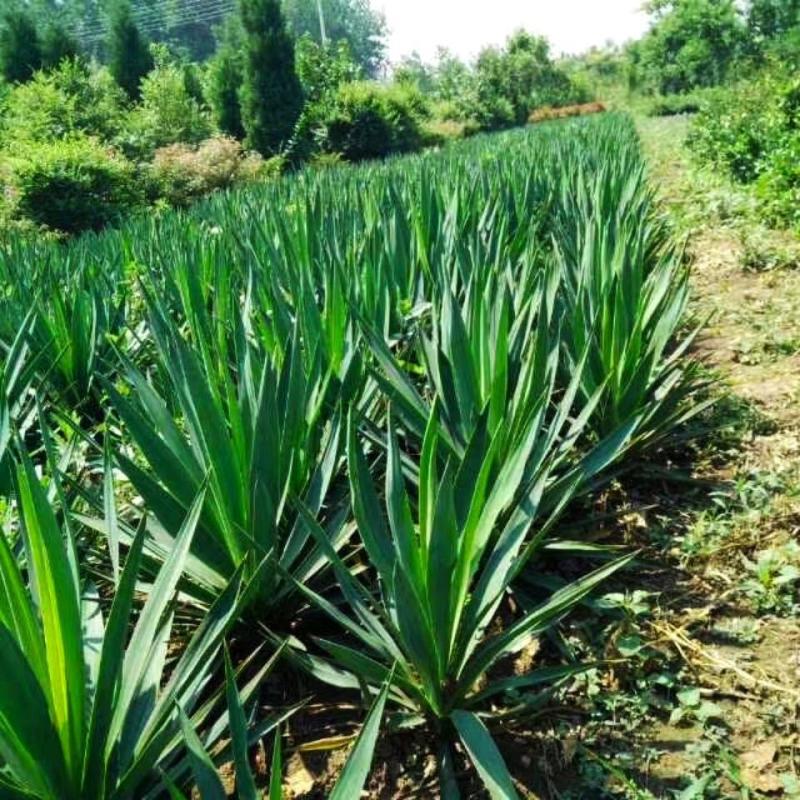 剑麻种子地垫绳纤维种籽四季多年生景观绿化工程观叶种孑
