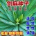 剑麻种子地垫绳纤维种籽四季多年生景观绿化工程观叶种孑