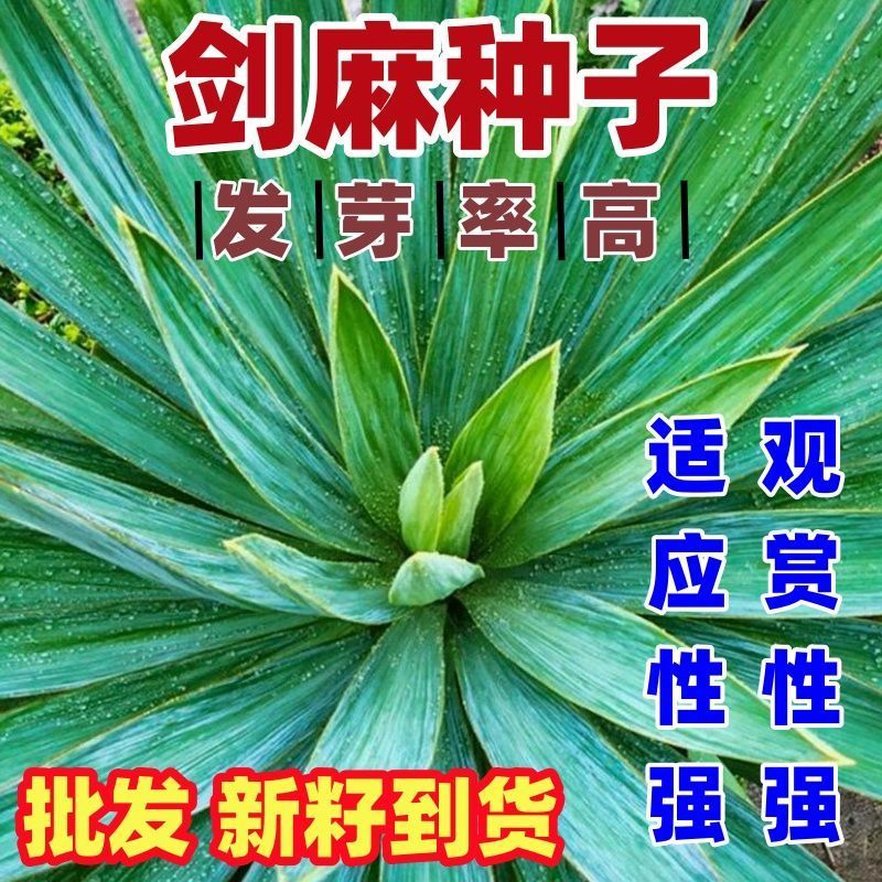 剑麻种子地垫绳纤维种籽四季多年生景观绿化工程观叶种孑