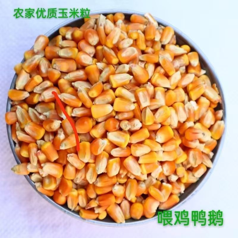 精品优质玉米粒，大量出售，量大有优惠，现货现售，