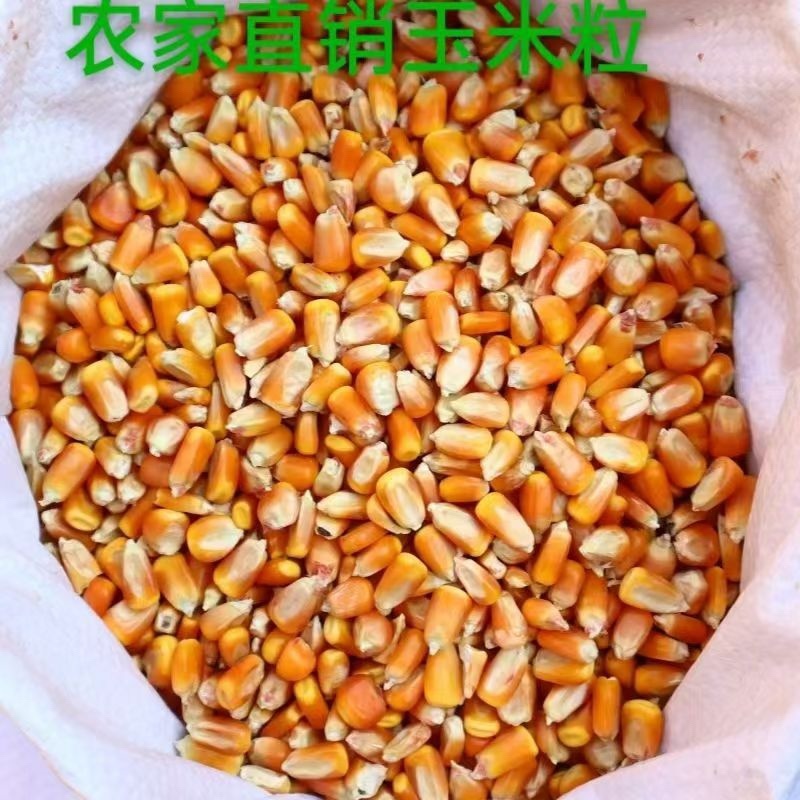 精品优质玉米粒，大量出售，量大有优惠，现货现售，