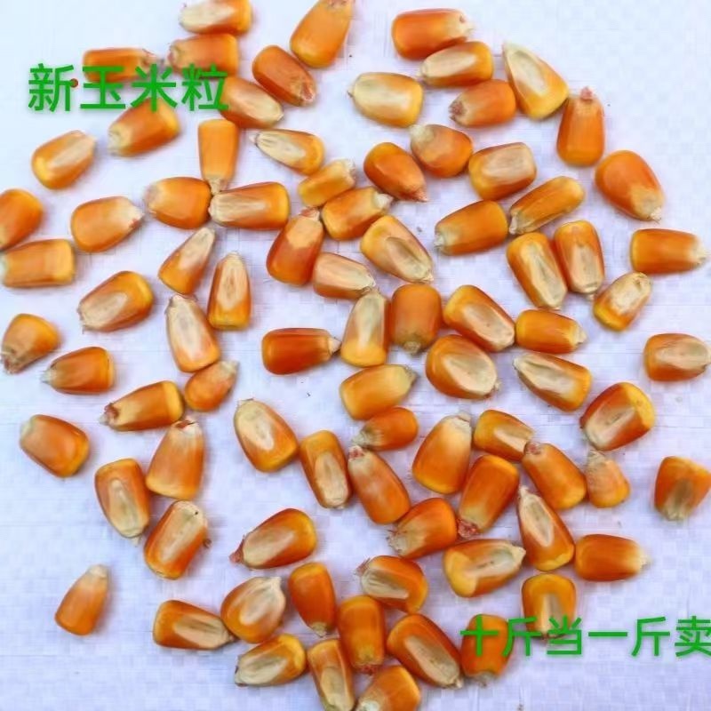 精品优质玉米粒，大量出售，量大有优惠，现货现售，