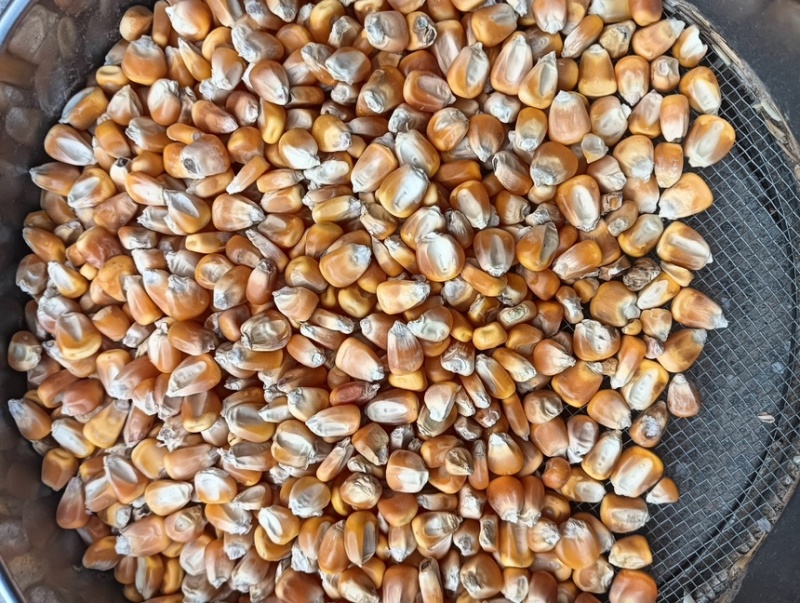 精品优质玉米粒，大量出售，量大有优惠，现货现售，