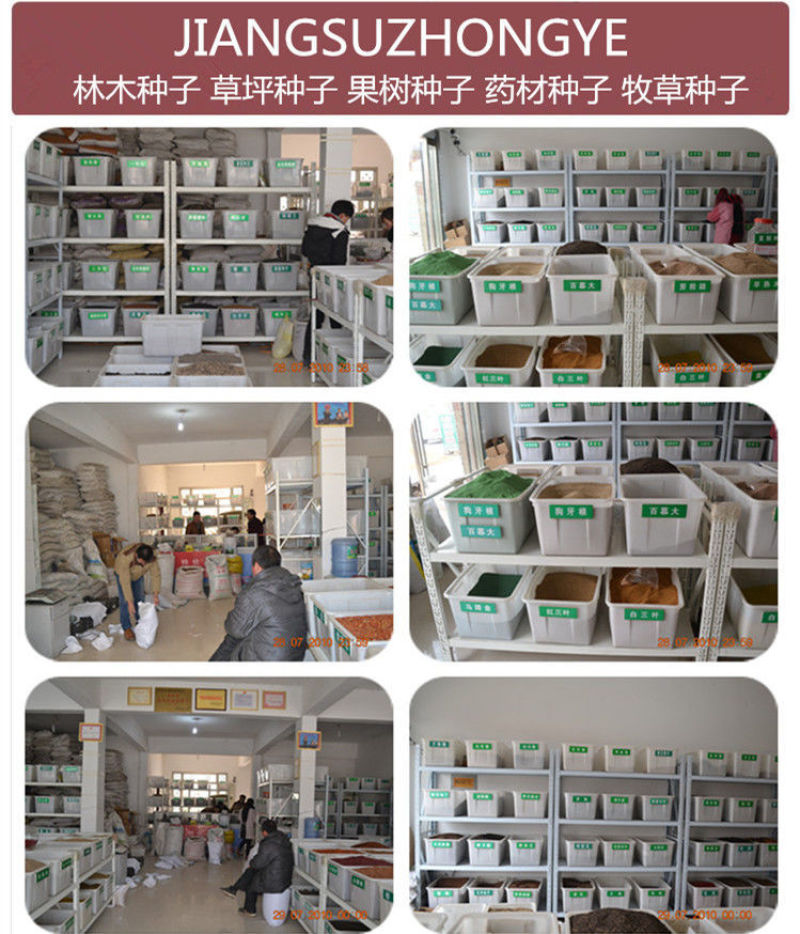 剑麻种子地垫绳纤维种籽四季多年生景观绿化工程观叶种孑