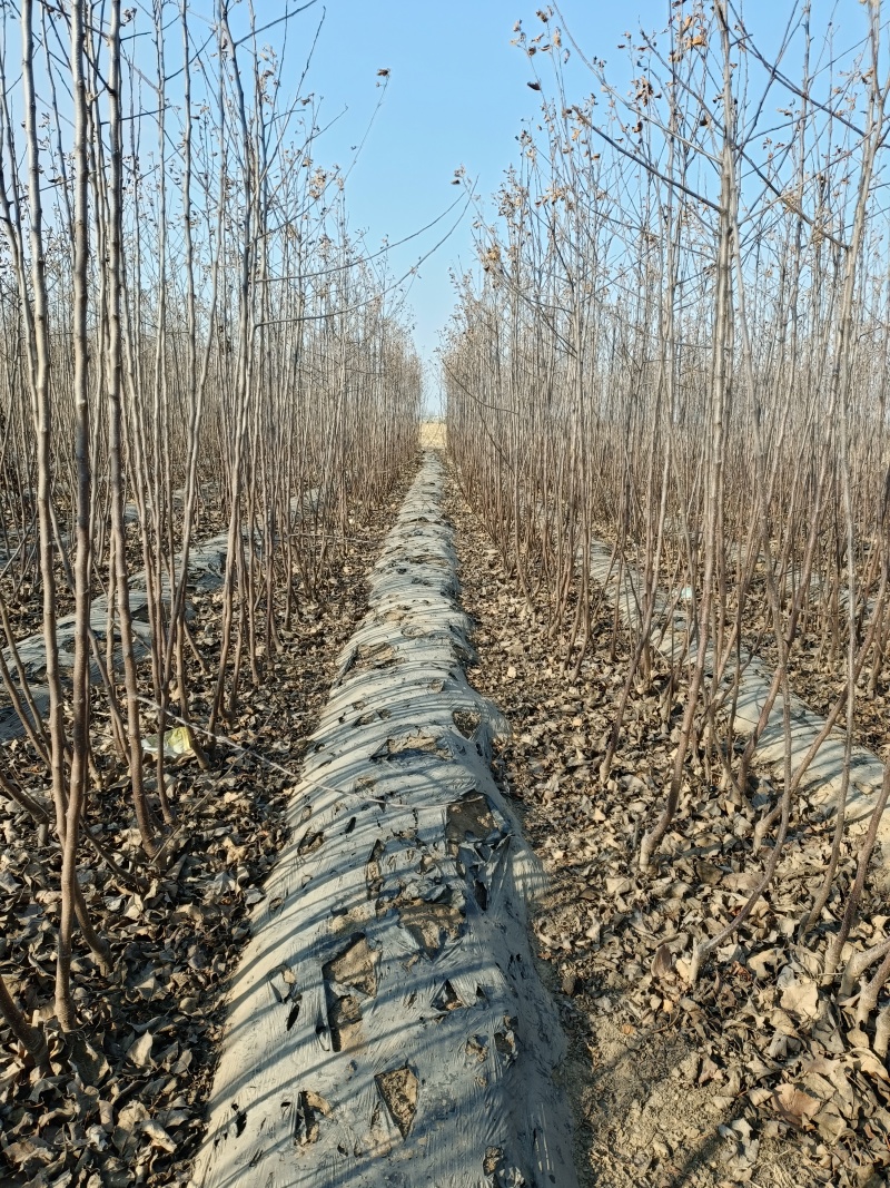 黄金维纳斯苹果苗