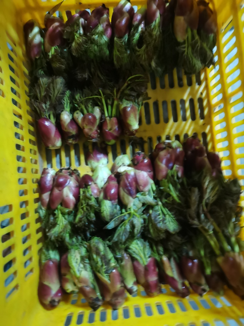 野生的刺嫩芽新鲜上市了，品质保证，量大从优，欢迎咨询