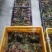 野生的刺嫩芽新鲜上市了，品质保证，量大从优，欢迎咨询