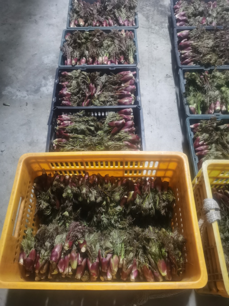 野生的刺嫩芽新鲜上市了，品质保证，量大从优，欢迎咨询