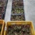 野生的刺嫩芽新鲜上市了，品质保证，量大从优，欢迎咨询