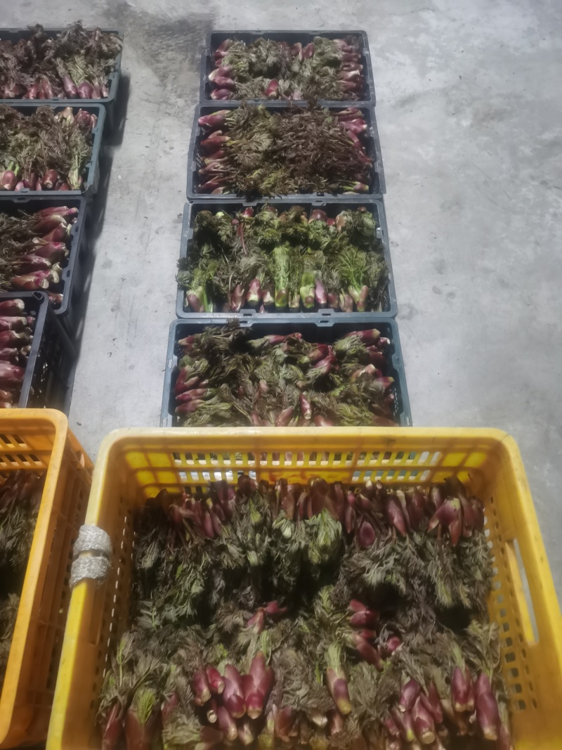 野生的刺嫩芽新鲜上市了，品质保证，量大从优，欢迎咨询