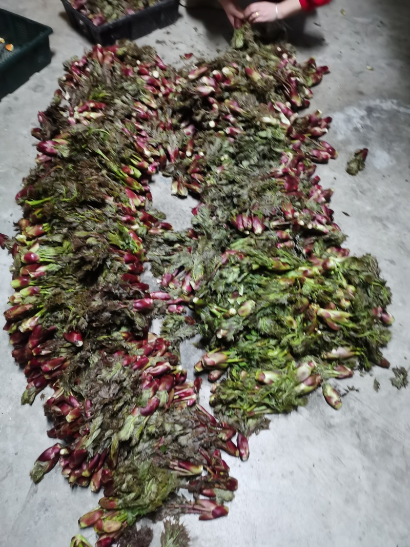野生的刺嫩芽新鲜上市了，品质保证，量大从优，欢迎咨询
