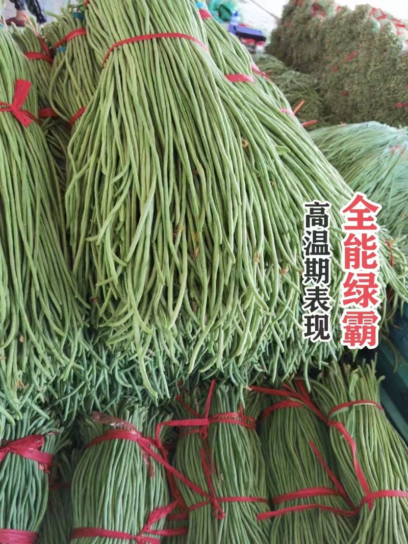 慕兰多全能绿霸长豆角种子青绿条白籽白花豇豆种子抗热耐湿