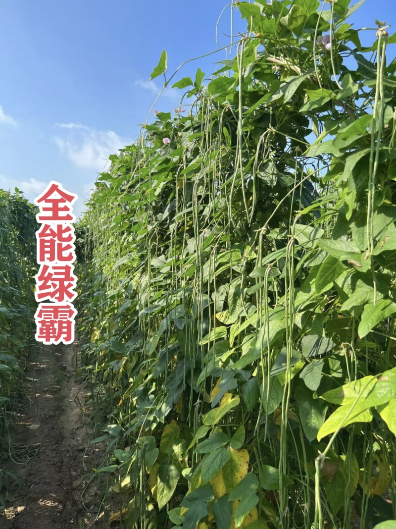 慕兰多全能绿霸长豆角种子青绿条白籽白花豇豆种子抗热耐湿