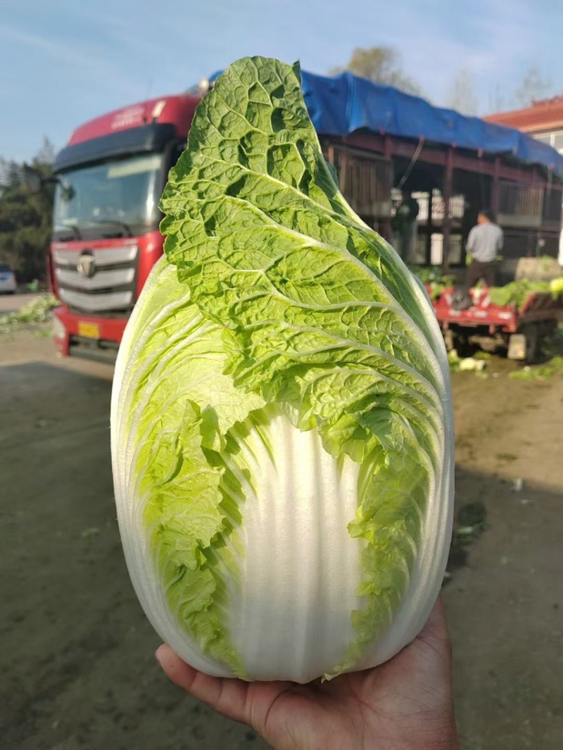 优选黄心大白菜✔产地直供✔质量保证✔量大从优✔合作共赢✔