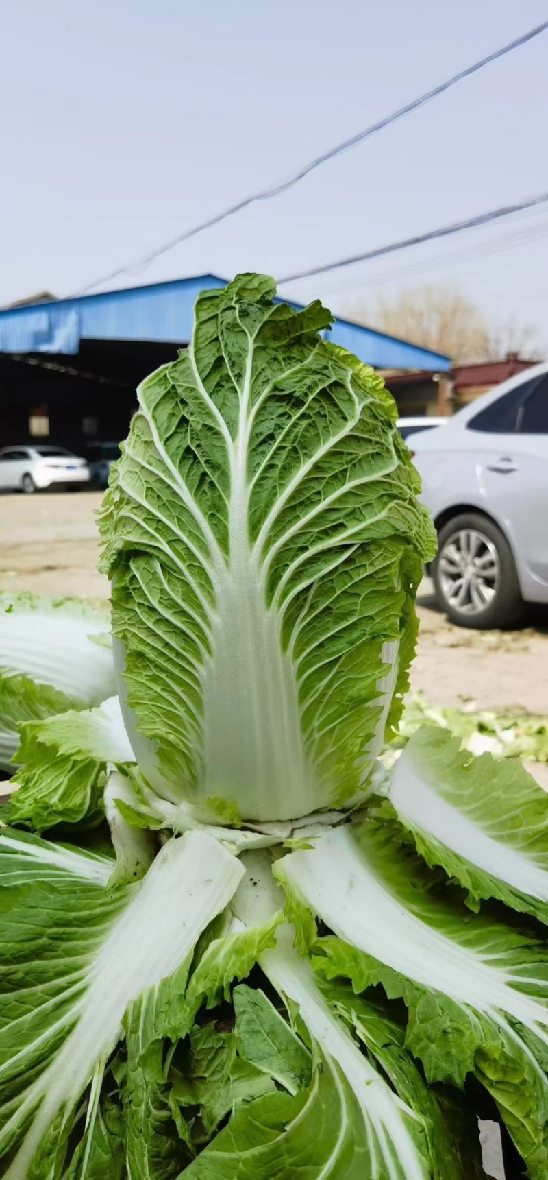 优选黄心大白菜✔产地直供✔质量保证✔量大从优✔合作共赢✔