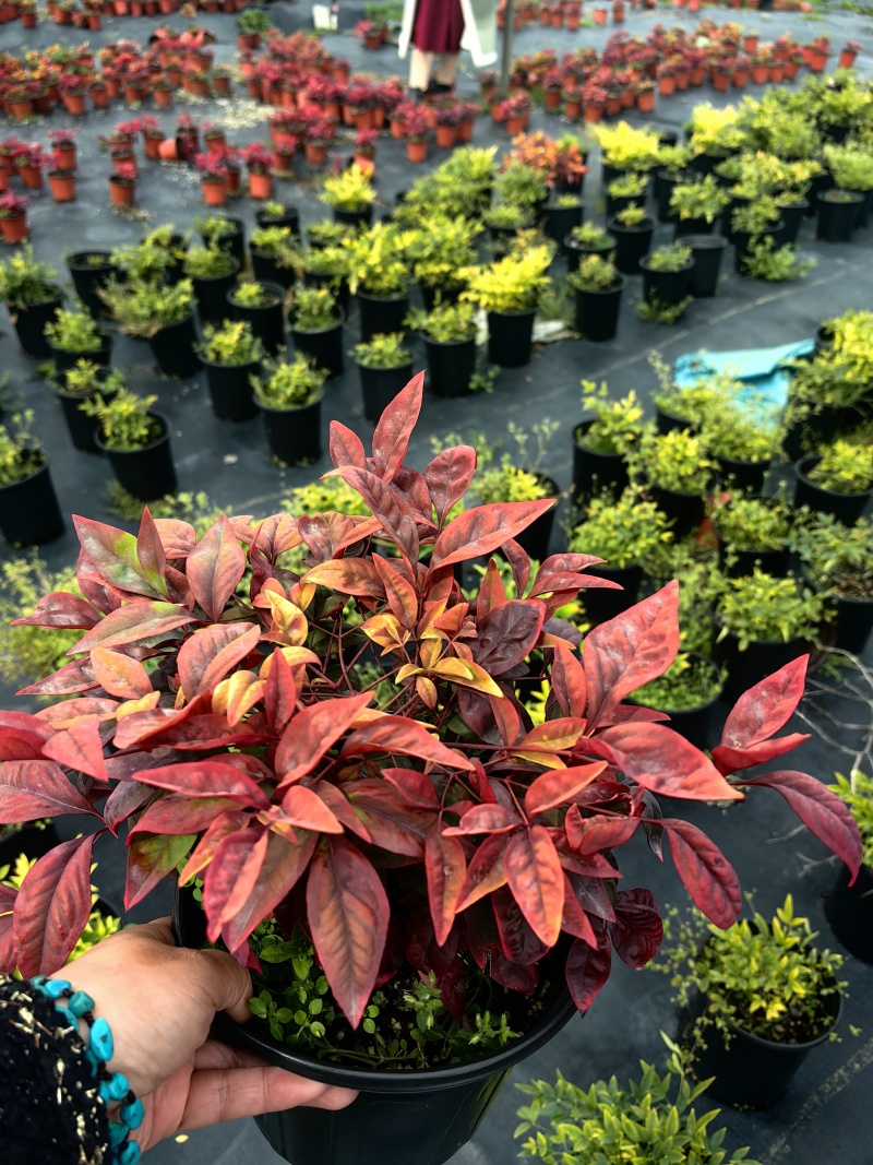 火焰南天竹组培苗定制