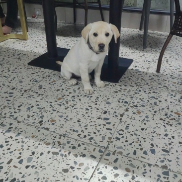 拉布拉多幼犬，个人原因没办法继续养，便宜出售