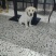 拉布拉多幼犬，个人原因没办法继续养，便宜出售