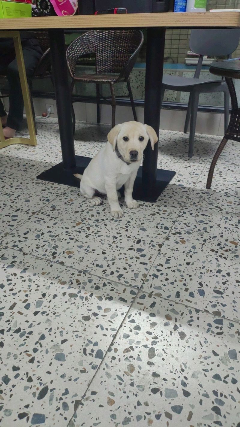 拉布拉多幼犬，个人原因没办法继续养，便宜出售
