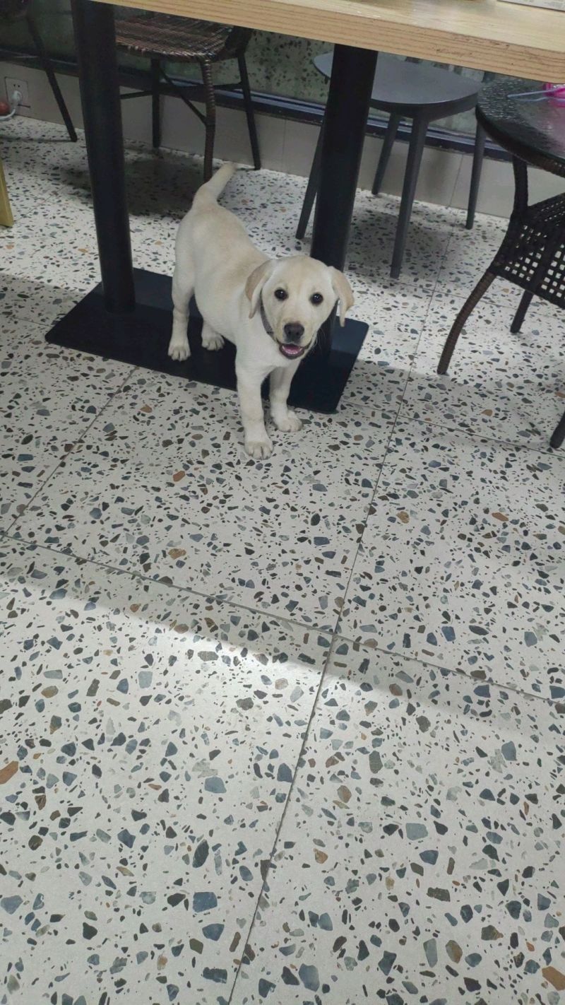 拉布拉多幼犬，个人原因没办法继续养，便宜出售