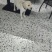 拉布拉多幼犬，个人原因没办法继续养，便宜出售