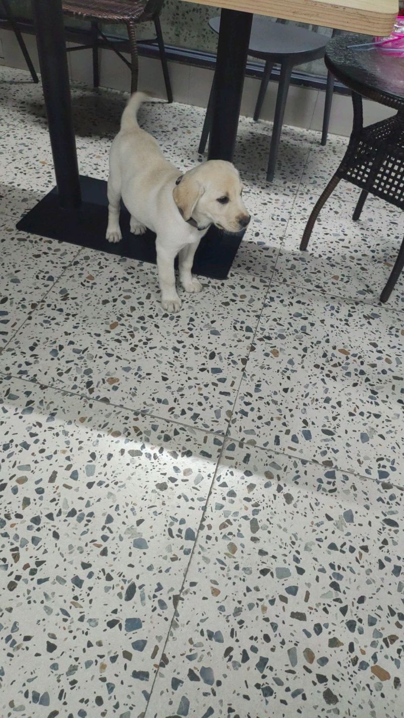 拉布拉多幼犬，个人原因没办法继续养，便宜出售