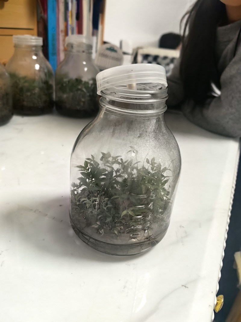 火焰南天竹组培苗定制