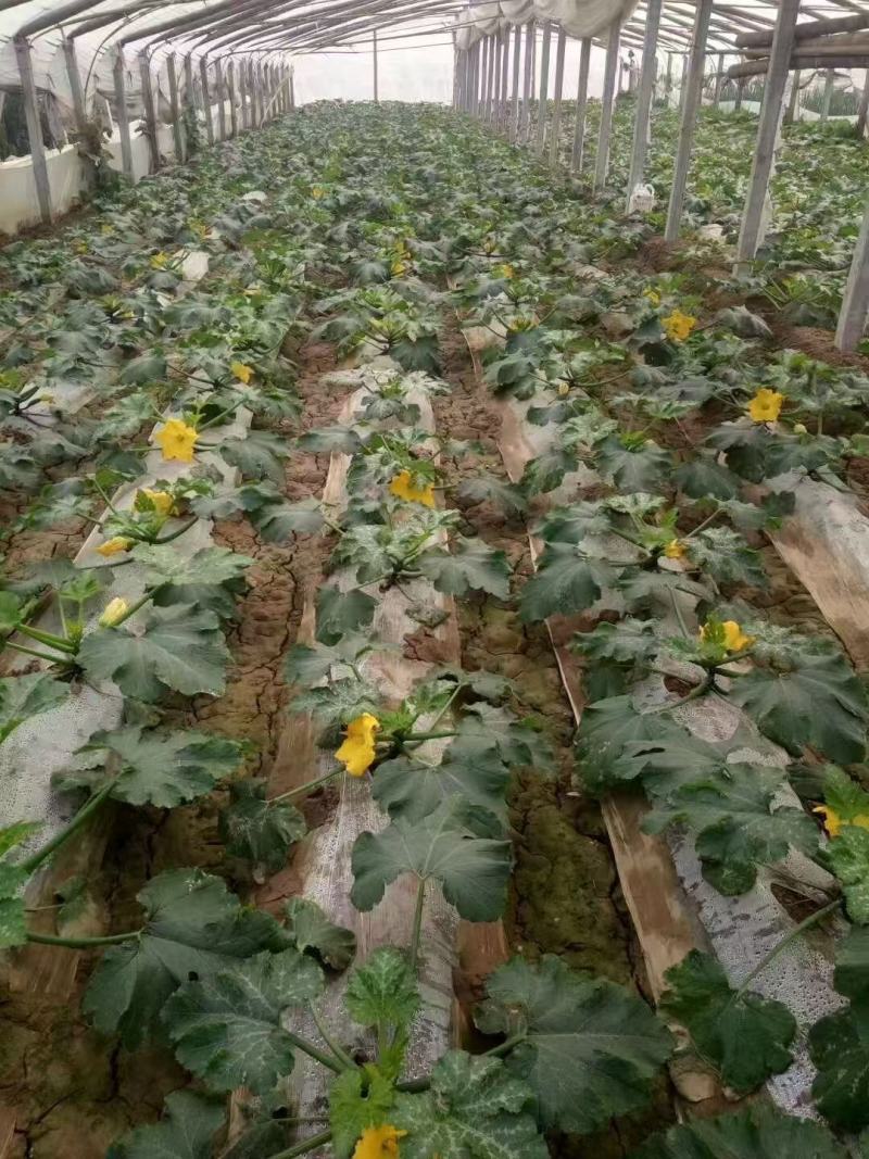 豫艺珍玉绿之秀西葫芦种子抗病毒油绿皮西葫芦瓜种子番瓜茭瓜