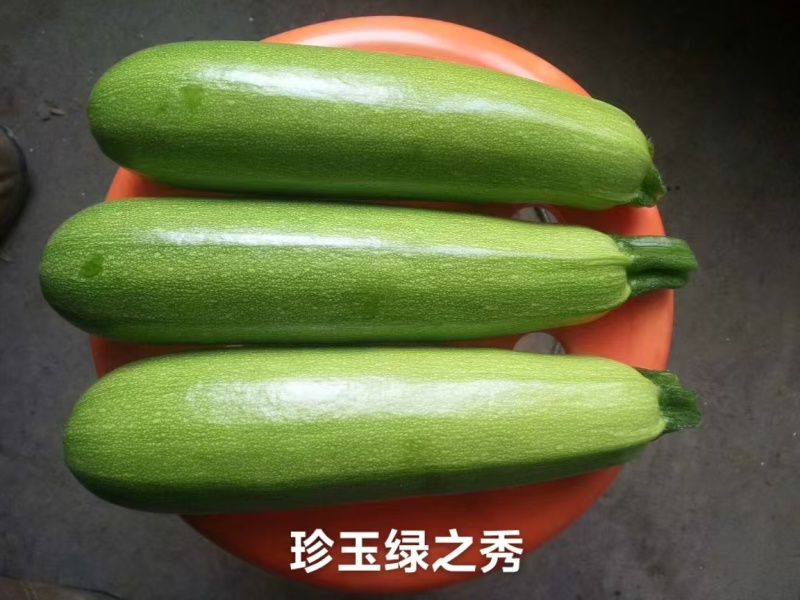 豫艺珍玉绿之秀西葫芦种子抗病毒油绿皮西葫芦瓜种子番瓜茭瓜