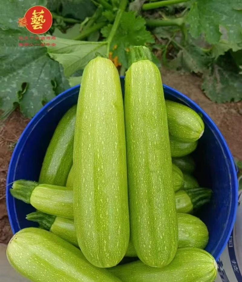 豫艺珍玉绿之秀西葫芦种子抗病毒油绿皮西葫芦瓜种子番瓜茭瓜