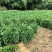 药栀子苗