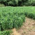 药栀子苗