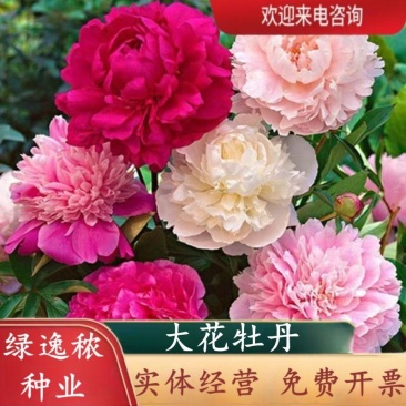 洛阳牡丹种籽牡丹花种子混色春播四季盆栽阳台药用观赏牡丹