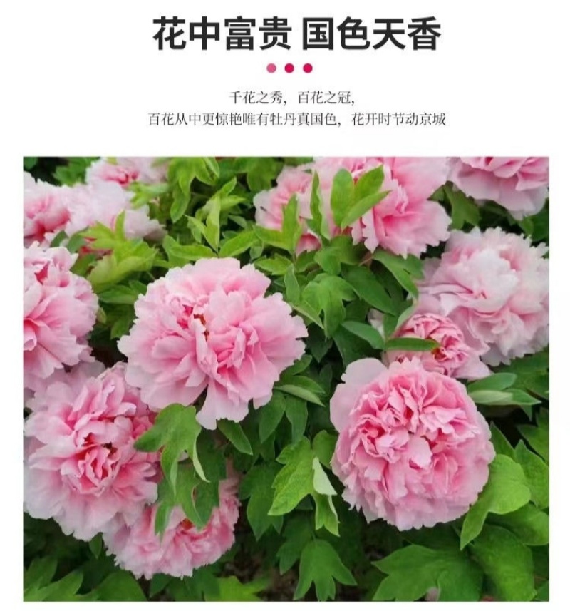 洛阳牡丹种籽牡丹花种子混色春播四季盆栽阳台药用观赏牡丹