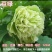 洛阳牡丹种籽牡丹花种子混色春播四季盆栽阳台药用观赏牡丹