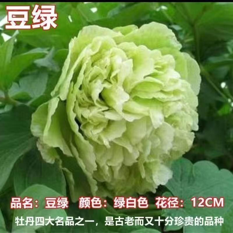 洛阳牡丹种籽牡丹花种子混色春播四季盆栽阳台药用观赏牡丹