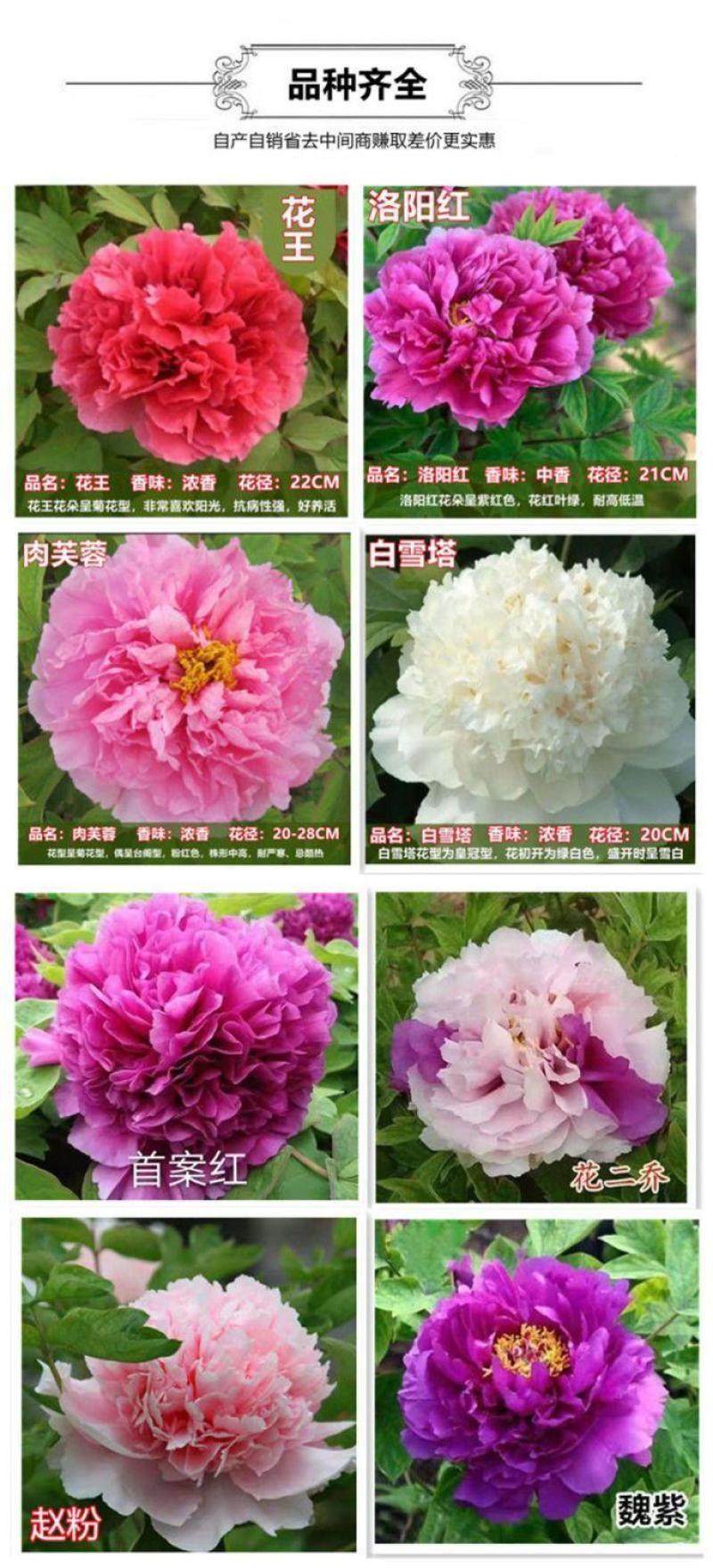 洛阳牡丹种籽牡丹花种子混色春播四季盆栽阳台药用观赏牡丹